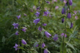 Campanula rapunculoidesAkkerklokje bestellen